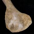 Baby Cave Bear (Ursus spelaeus) Humerus - Russia #18677-3